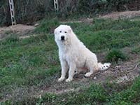 abruzzese shepherd